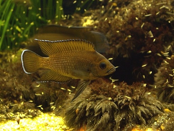 samiec Variabilichromis moorii