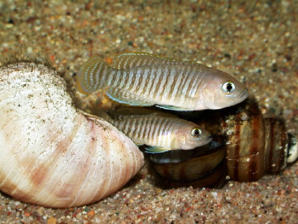 samiec i samica muszlowca wielpr�giego