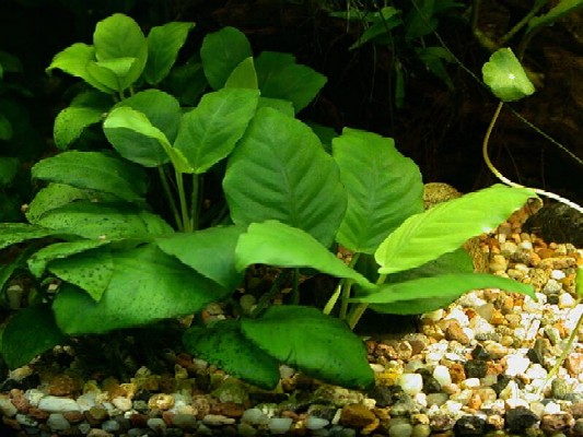 Anubias barteri var. nana