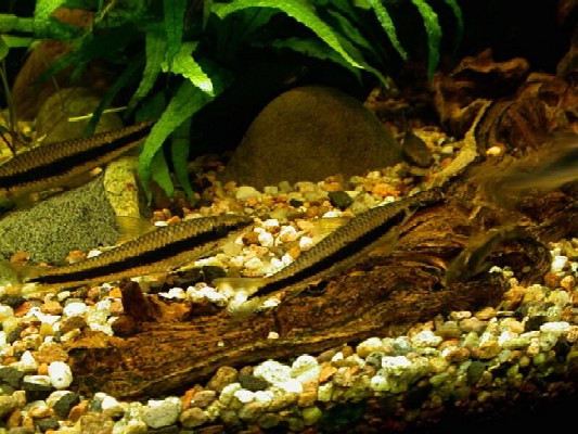Crossocheilus siamensis