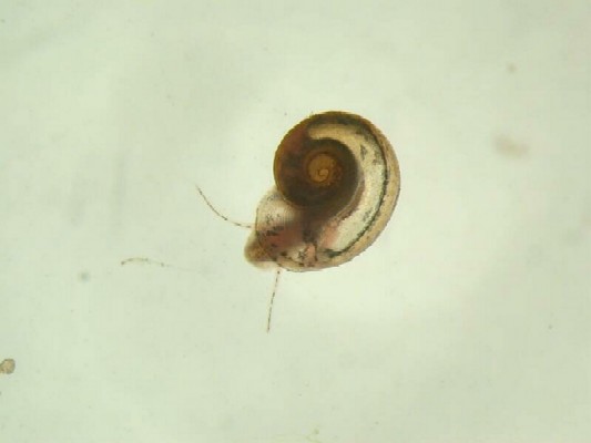 Gyraulus albus