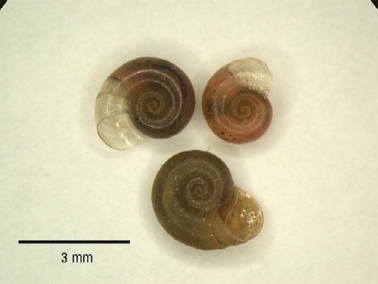 Gyraulus albus