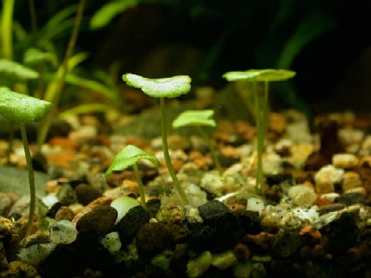 Hydrocotyle verticillata