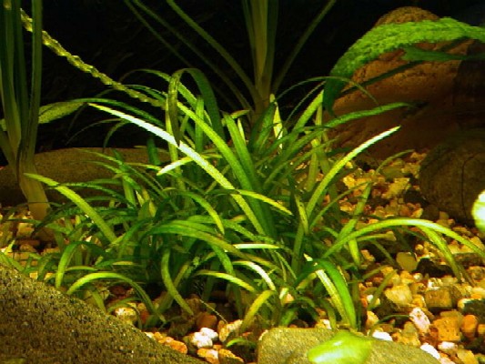 Echinodorus tenellus