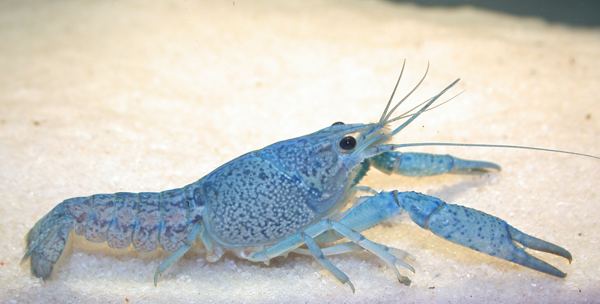 samiec Procambarus alleni
