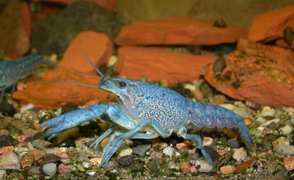 samica Procambarus alleni