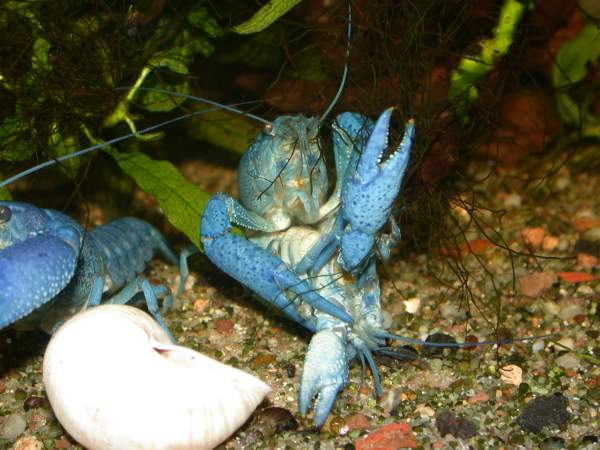 Procambarus alleni podczas kopulacji