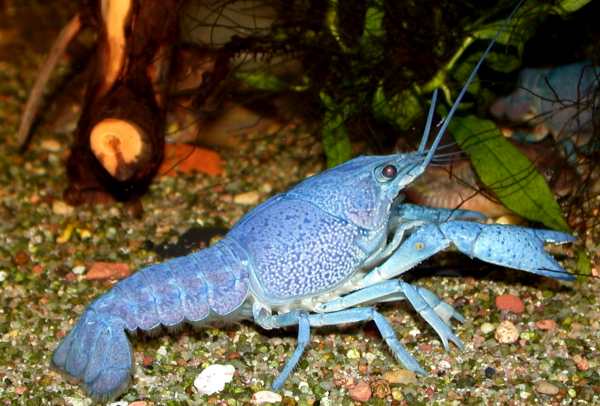 samica Procambarus alleni