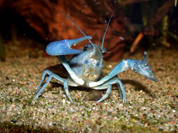 samiec Procambarus alleni