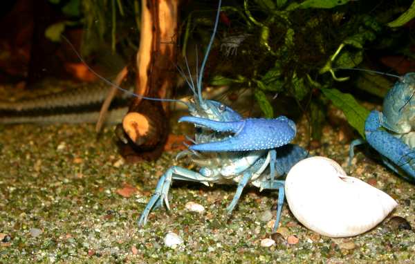 samiec Procambarus alleni
