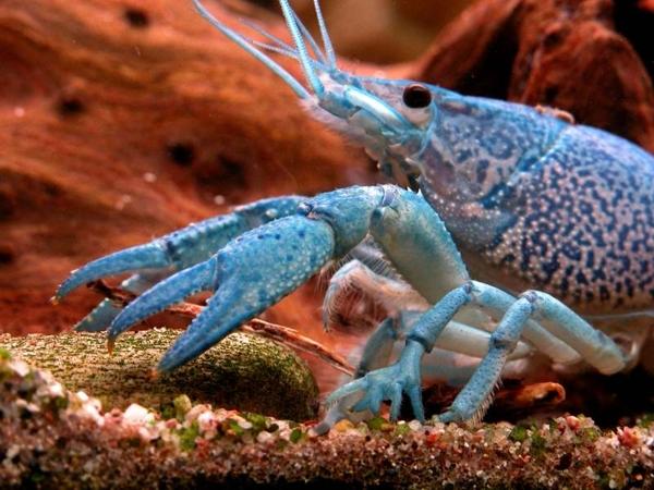 samica Procambarus alleni; zdj�cie: Wojciech Stachnowicz