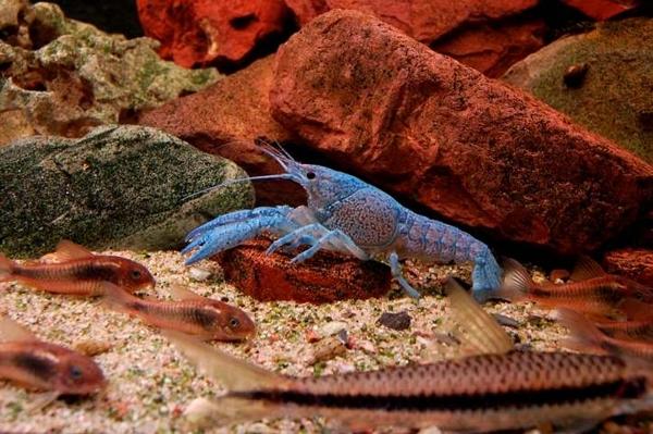 samica Procambarus alleni; zdj�cie: Wojciech Stachnowicz