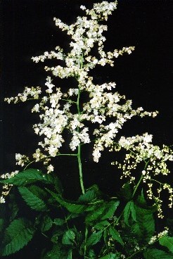 Sorbaria kirilowii