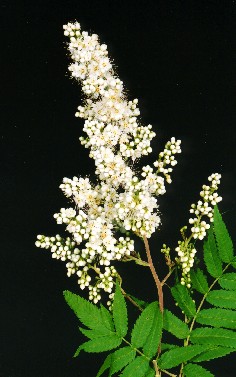 Sorbaria sorbifolia