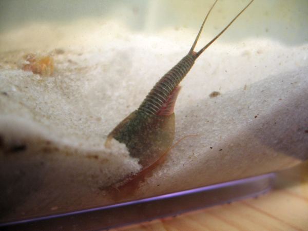 Triops longicaudatus