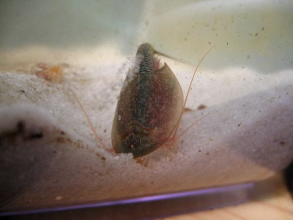 Triops longicaudatus