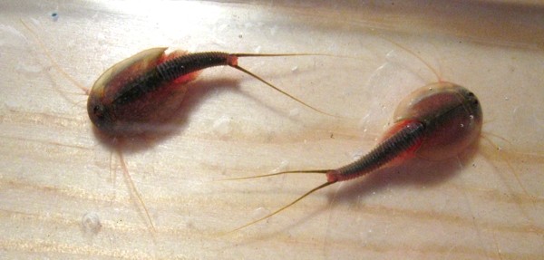 Triops longicaudatus; para?